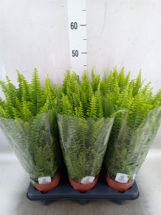 <h4>Nephrolepis exal. 'Green Lady'</h4>