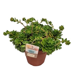 Echeveria Affinis X L