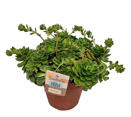 <h4>Echeveria Affinis X L</h4>
