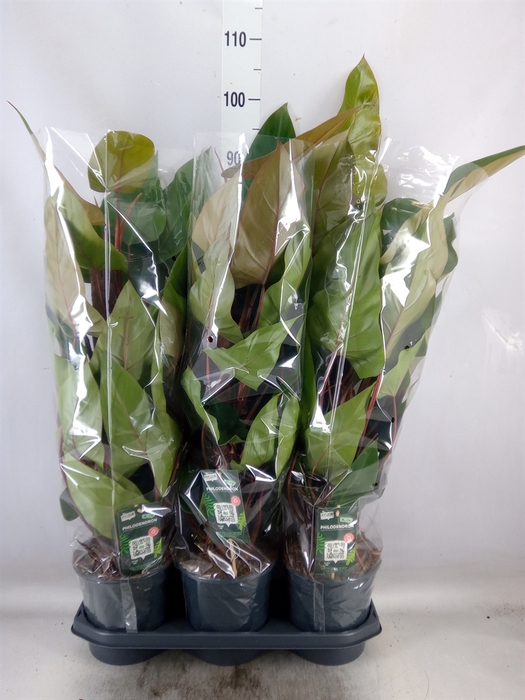 <h4>Philodendron  'Red Emerald'</h4>