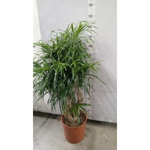 Dracaena refl. 'Anita'