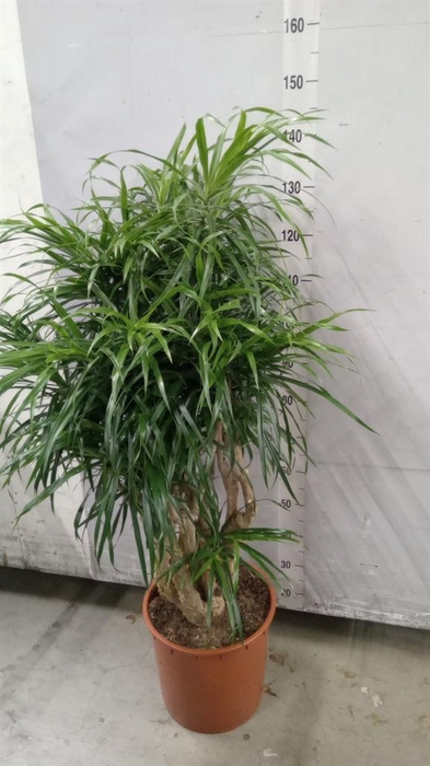 <h4>Dracaena refl. 'Anita'</h4>