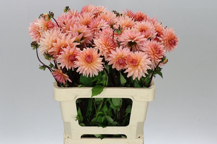 <h4>Dahlia Preference</h4>