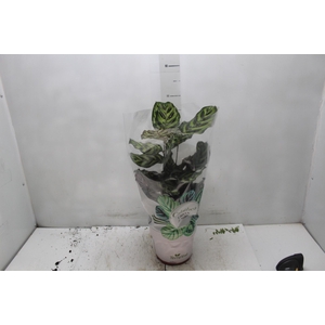 CALATHEA MAKOYAMA P17