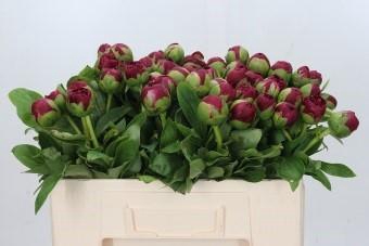 <h4>Paeonia Diana Parks</h4>