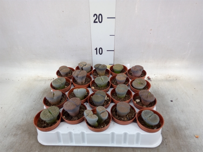 <h4>Lithops spp.</h4>