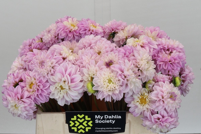 <h4>Dahlia Genova</h4>