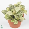 FITTONIA PURPLE SNOW ANNE