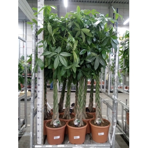 Pachira aquatica