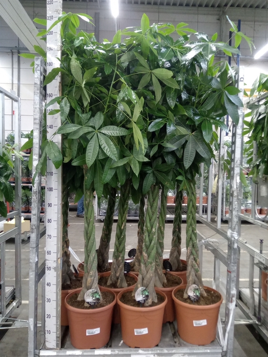 <h4>Pachira aquatica</h4>