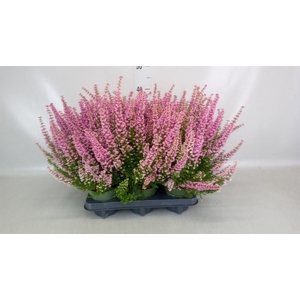 Erica gracilis 'Bea Queen Sofie'