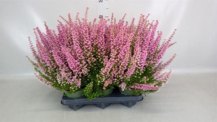<h4>Erica gracilis 'Bea Queen Sofie'</h4>