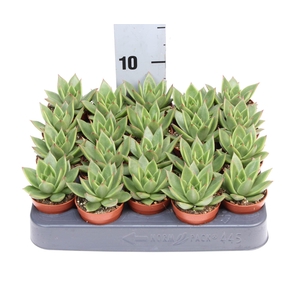 Echeveria  'Miranda'