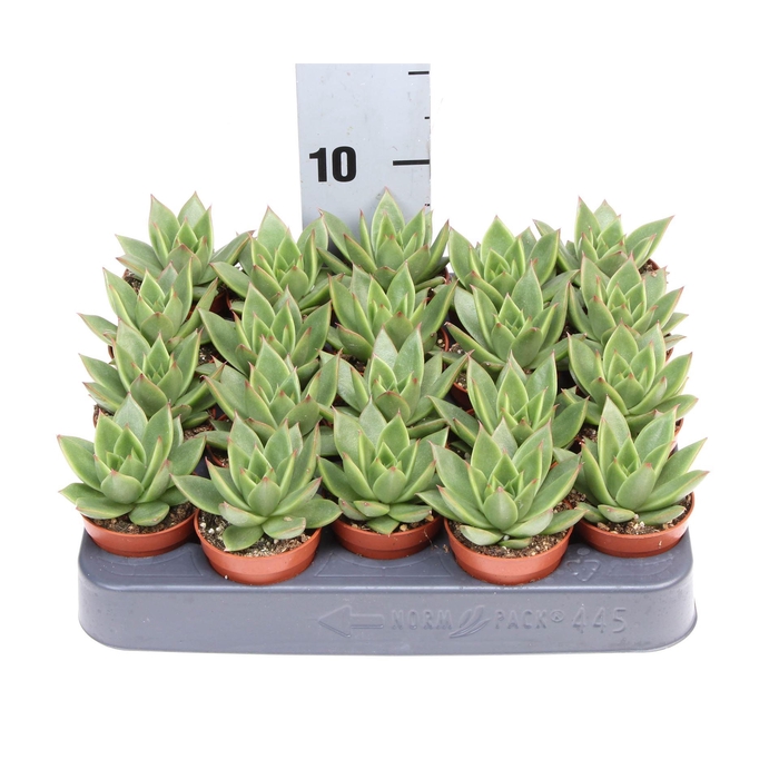 <h4>Echeveria  'Miranda'</h4>