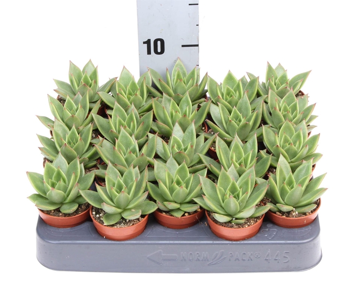 <h4>Echeveria  'Miranda'</h4>