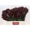 Leucadendron Saf Sunset Dark R.