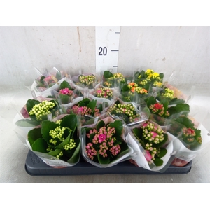 Kalanchoe blos. 'RoyalDon'   ..mix