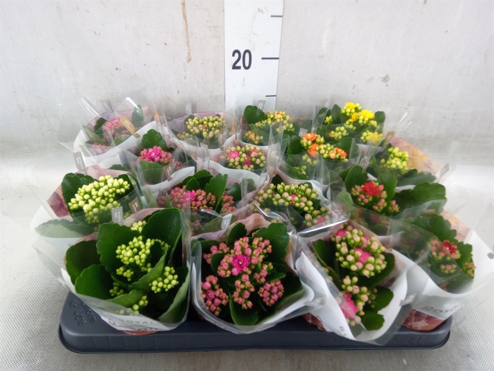 <h4>Kalanchoe blos. 'RoyalDon'   ..mix</h4>