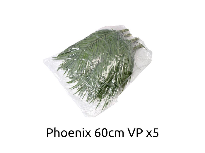 <h4>Phoenix 60 V P X5</h4>