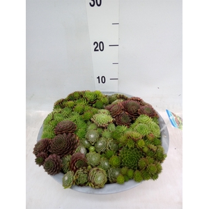 Sempervivum   ...