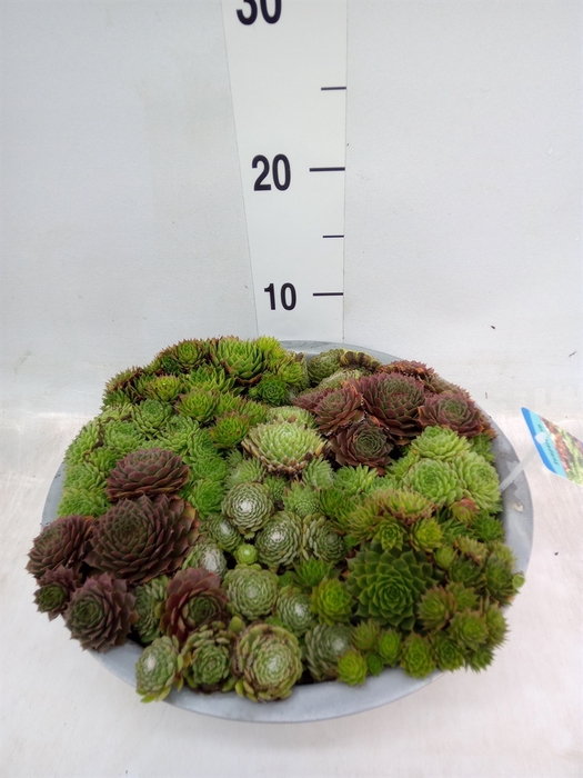 <h4>Sempervivum   ...</h4>