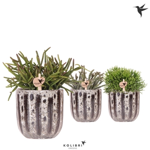 Kolibri Greens Rhipsalis mix in Soul pot