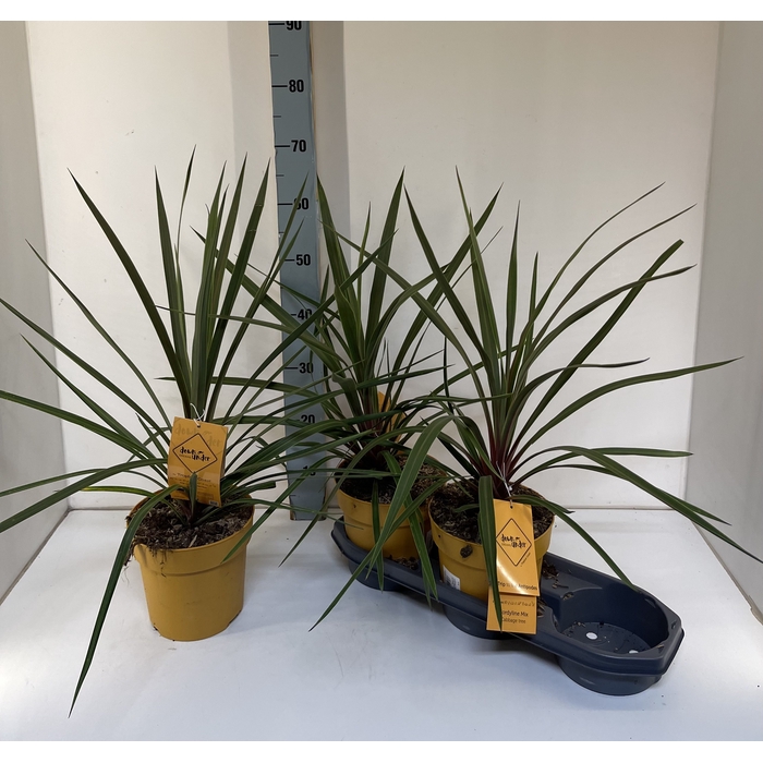 <h4>Cordyline indivisa 'Peko'</h4>
