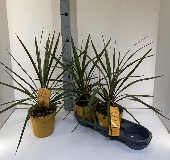 Cordyline indivisa 'Peko'