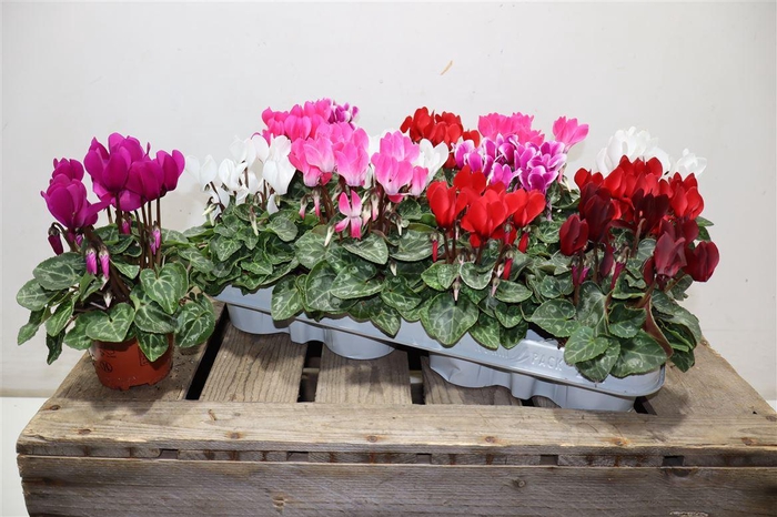 <h4>Cycl Kl Sup Micro</h4>