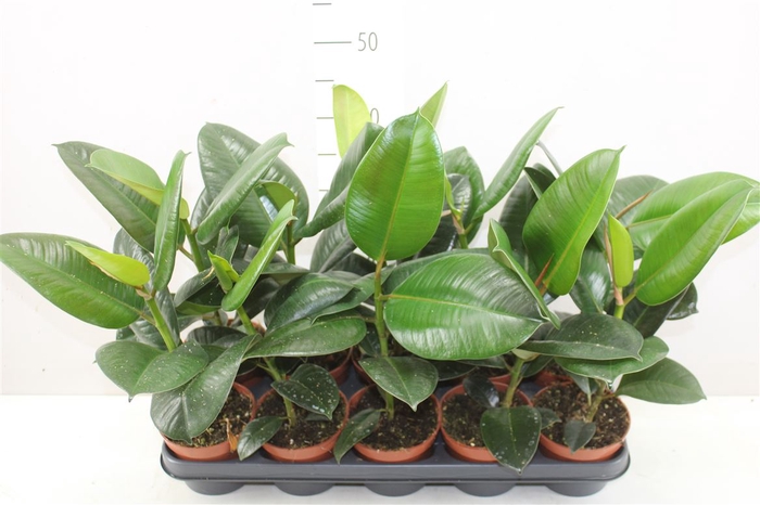 <h4>Ficus Robusta</h4>