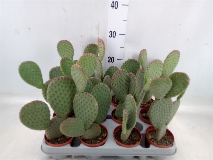 <h4>Opuntia microdasys</h4>