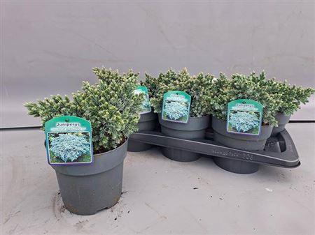 <h4>Juni Sq Blue Star</h4>