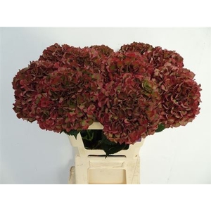 Hydr M Mag Pi Rub Cl