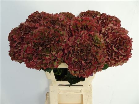 <h4>Hydr M Mag Pi Rub Cl</h4>