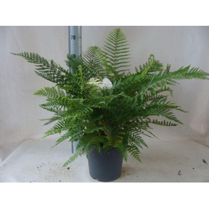 Asplenium   ...