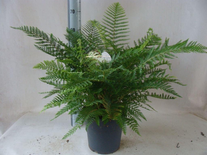 <h4>Asplenium   ...</h4>