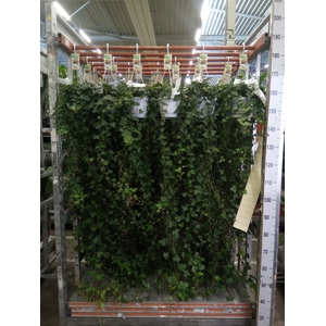 Hedera helix 'Anna'