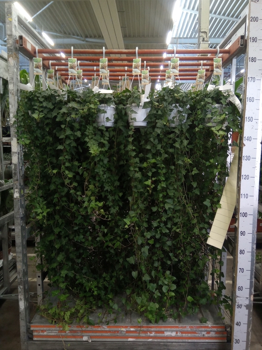 <h4>Hedera helix 'Anna'</h4>