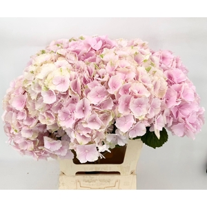 Hydrangea IT Verena (Pink) EX