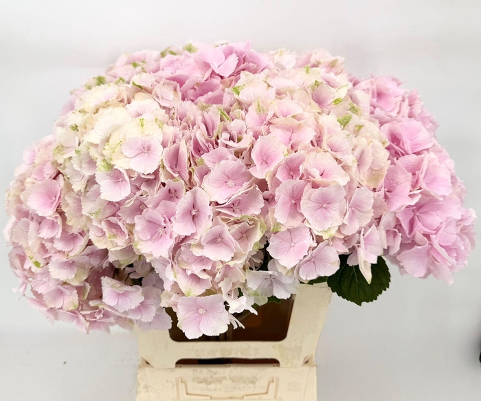 <h4>Hydrangea IT Verena (Pink) EX</h4>