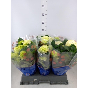 Hydrangea mac. 'Saxon Bright White'