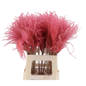 Dried miscanthus paint light pink