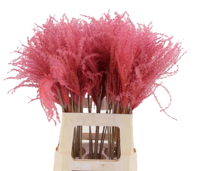 <h4>Dried miscanthus paint light pink</h4>