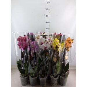 Phalaenopsis   ...mix  7