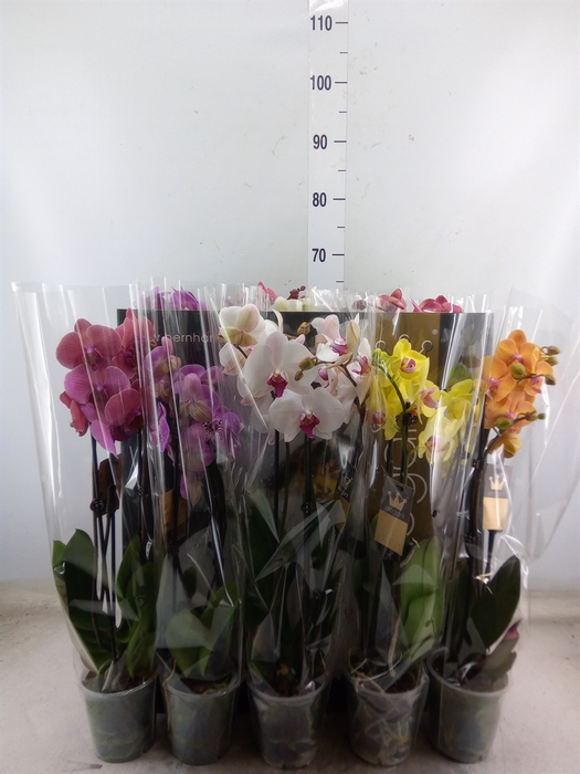 <h4>Phalaenopsis   ...mix  7</h4>
