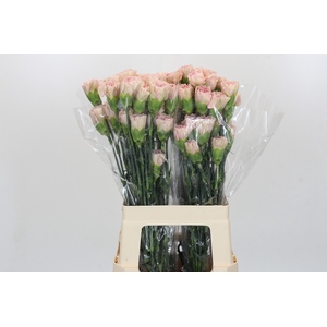 Dianthus St Creola