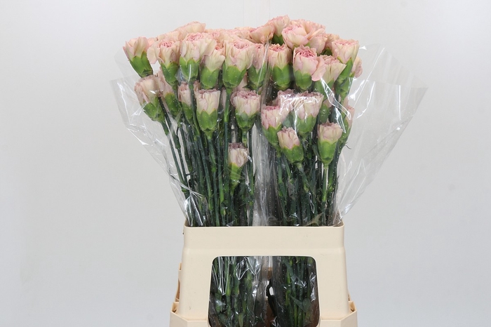 <h4>Dianthus St Creola</h4>