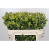 Leucadendron Pisa Spray