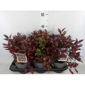 Leucothoe axillaris 'Zeblid'