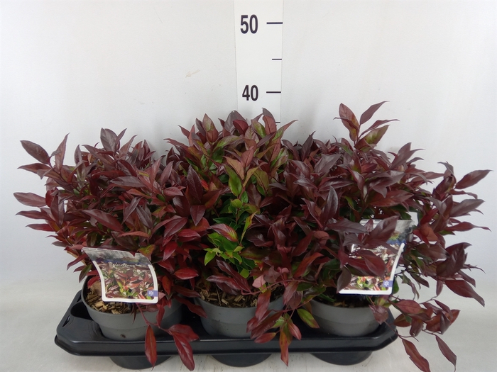 <h4>Leucothoe axillaris 'Zeblid'</h4>